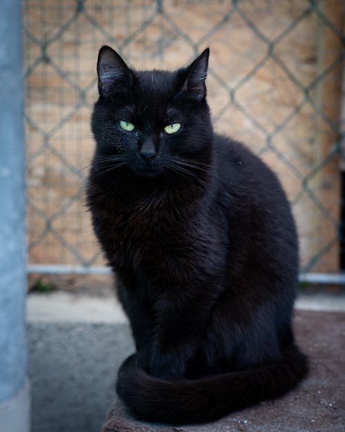 Close-up photo of a black cat with glowing eyes