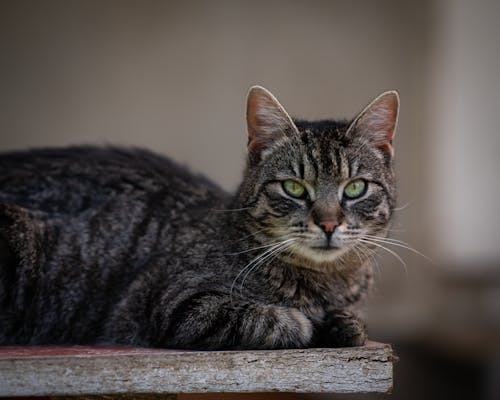 Fotobanka s bezplatnými fotkami na tému domáce zvieratá, drevená doska, klamanie