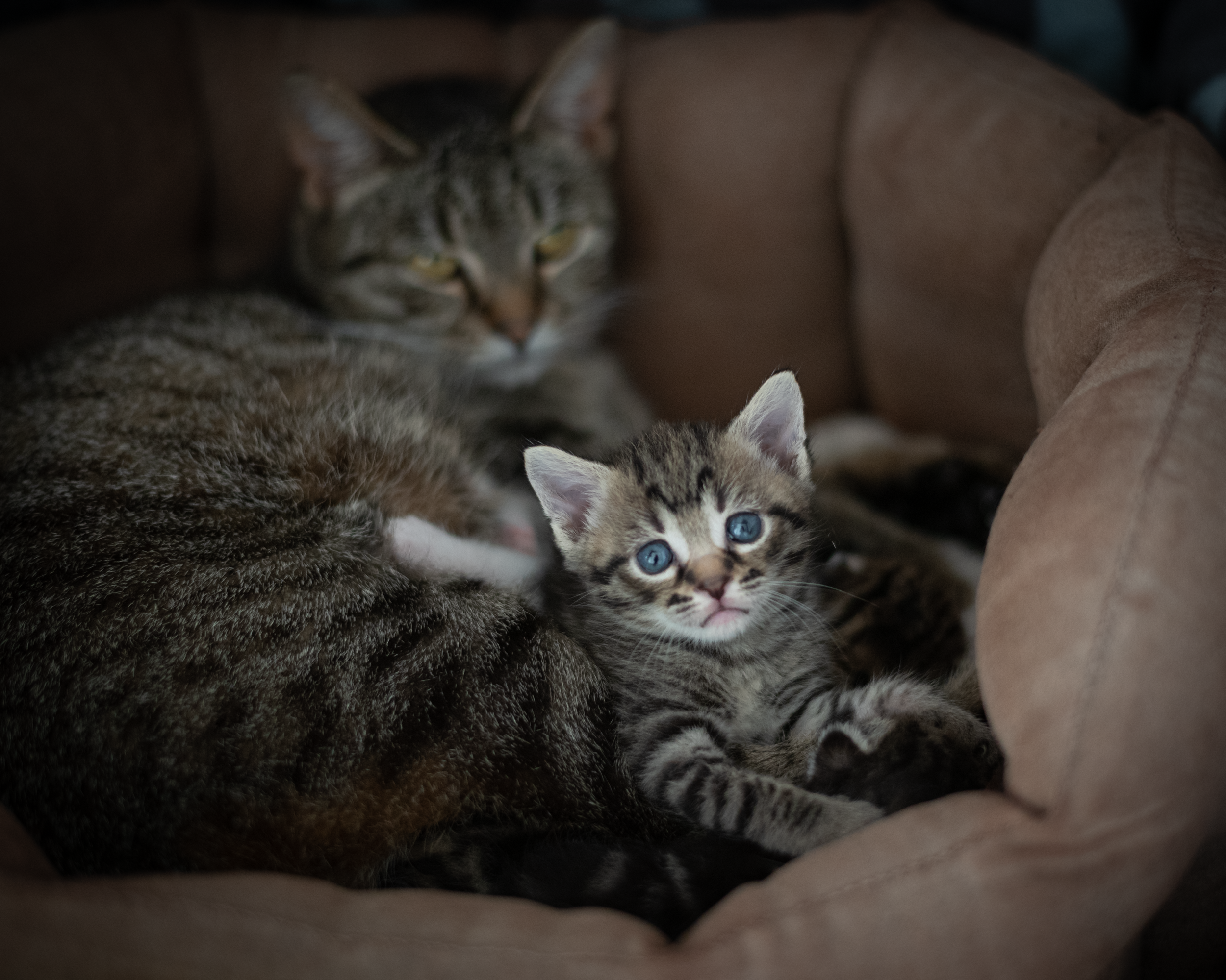 Cute tabby cat and kitten cuddling in a pet bed, conveying warmth and affection.