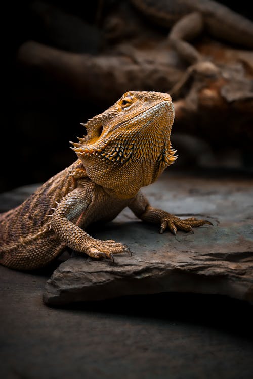 Kostenloses Stock Foto zu amphibie, ausführlich, bärtiger drache