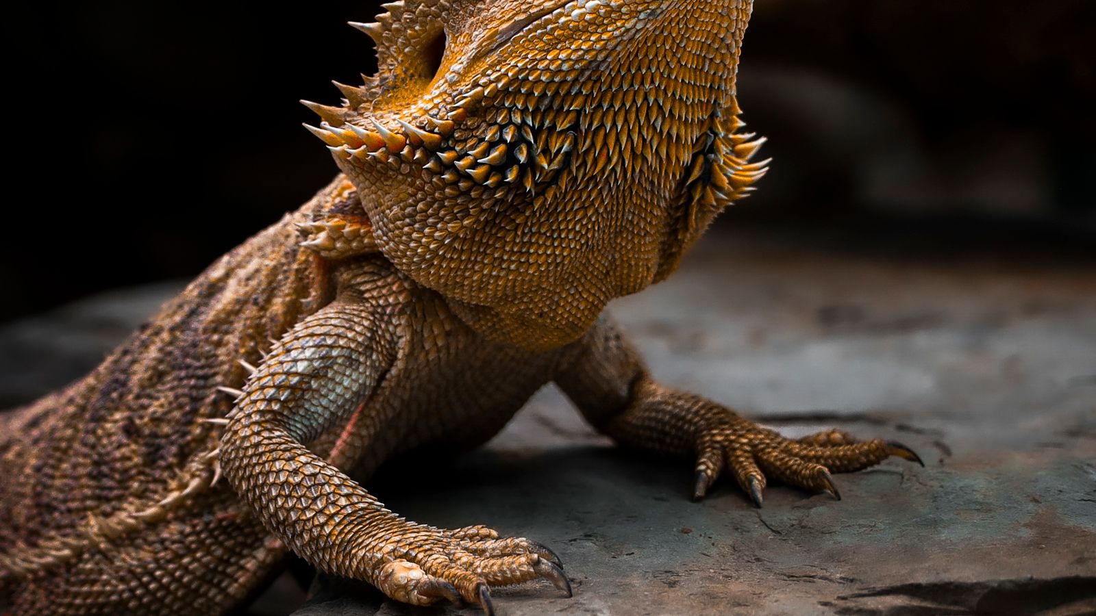 Bearded Dragon (Sakallı Ejder) Bakımı: Evde Beslenir mi?