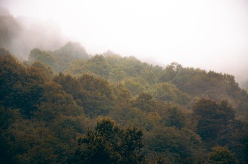 A forest covered in trees and fog