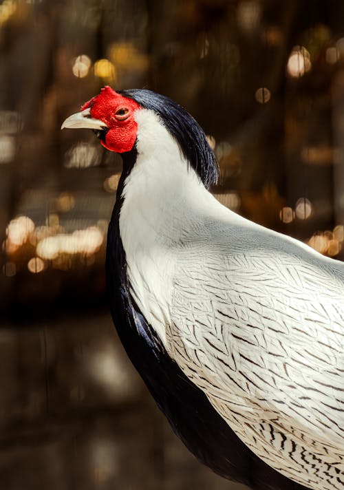 Foto stok gratis ayam betina, burung, fotografi binatang