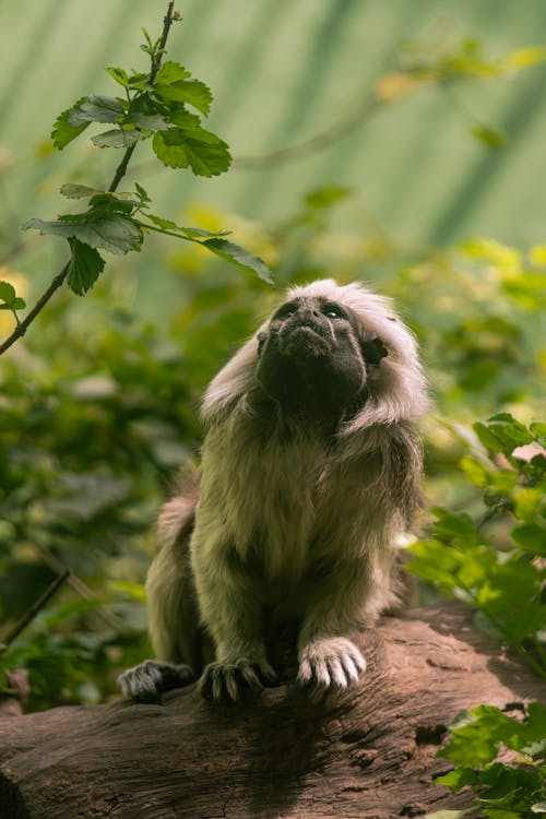 A monkey sitting on a tree branch with leaves