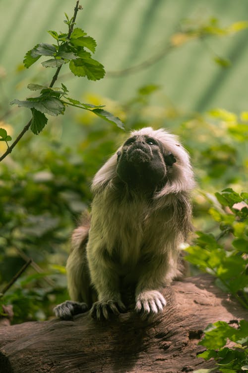 Immagine gratuita di focus selettivo, foresta, fotografia di animali