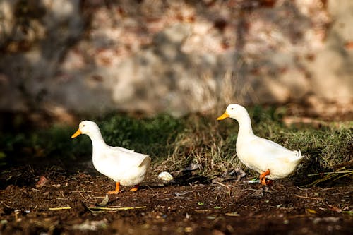 Two ducks standing in a field near a building