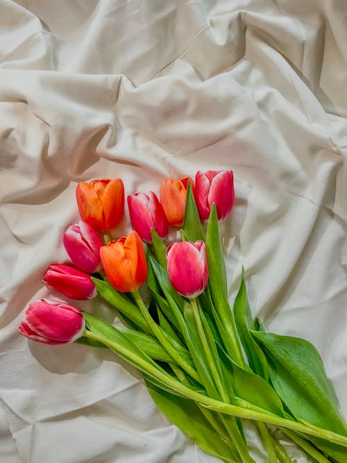 A bouquet of tulips on a white sheet