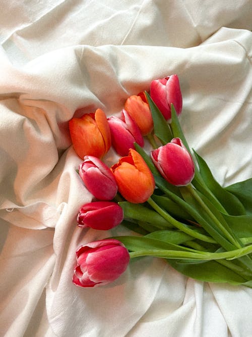 คลังภาพถ่ายฟรี ของ ดอกทิวลิป, ดอกไม้, ที่นอนหมอนมุ้ง