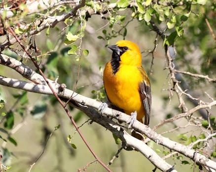 A vivid orange Altamira oriole perched on a branch amidst lush greenery, captured in natural light.