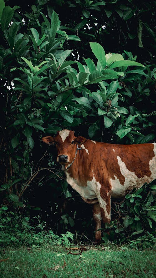 動物攝影, 垂直拍攝, 家畜 的 免費圖庫相片