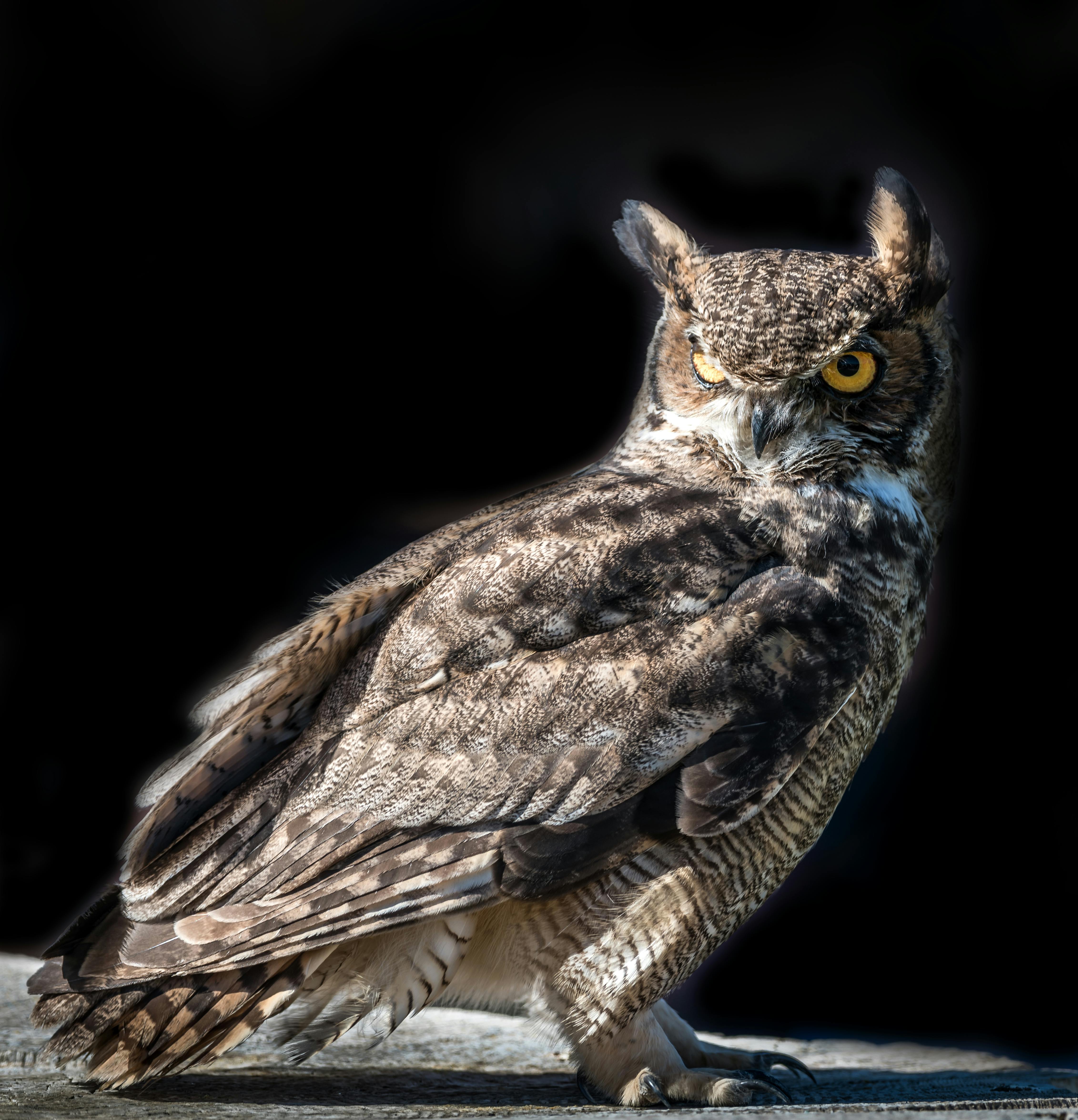 990+ Mata Burung Hantu Wallpaper Gratis Terbaru