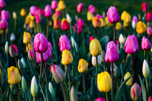 Безкоштовне стокове фото на тему «барвистий, Вибірковий фокус, квіти»