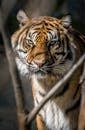 Tiger Looking Ferocious