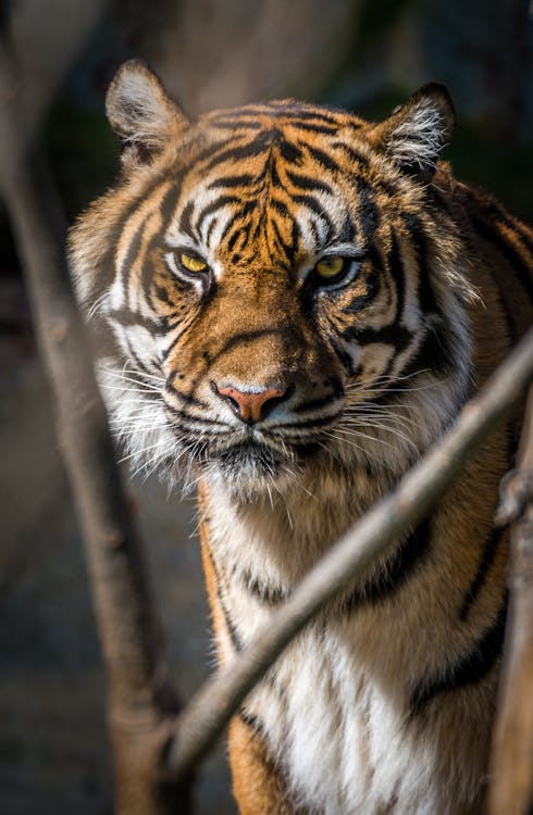 Free Tiger Looking Ferocious Stock Photo