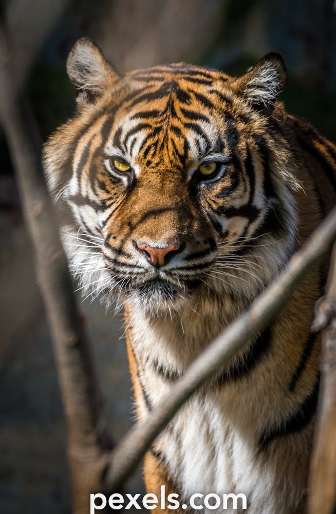 Cách chọn tải ảnh con hổ đẹp nhất từ bộ sưu tập chất lượng cao