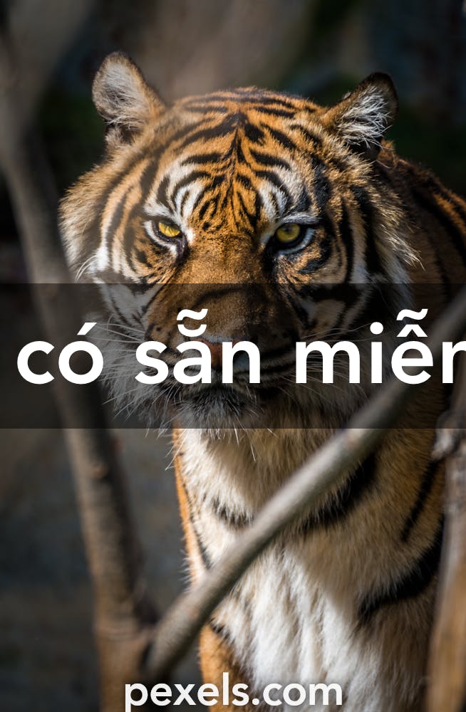 Hình ảnh, hình nền con hổ đẹp nhất | VFO.VN
