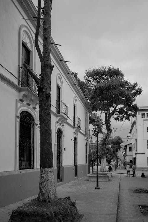 Photos gratuites de arbres, bâtiment, building