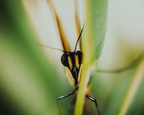 A close up of a bug on a plant