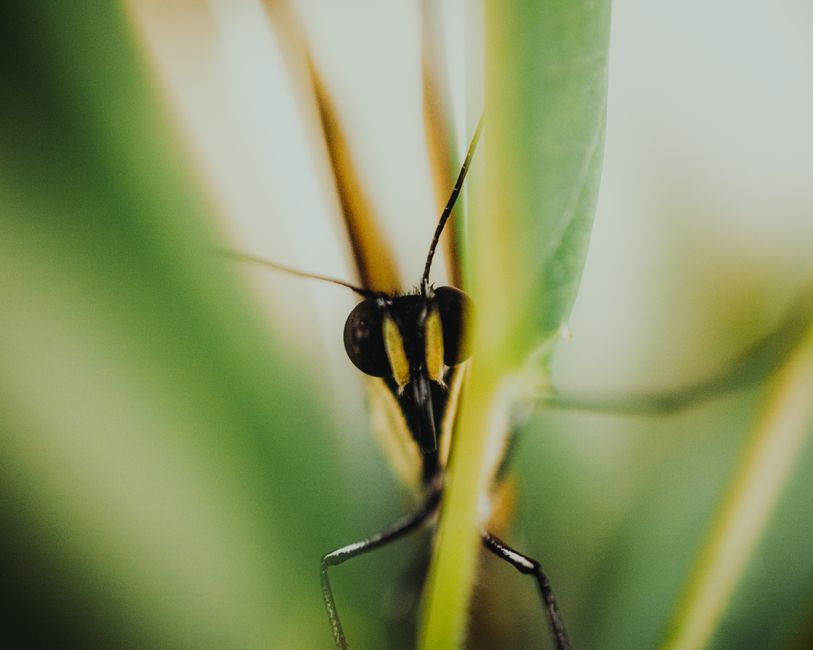 A detailed macro photo of a butterfly hiding behind green leaves.