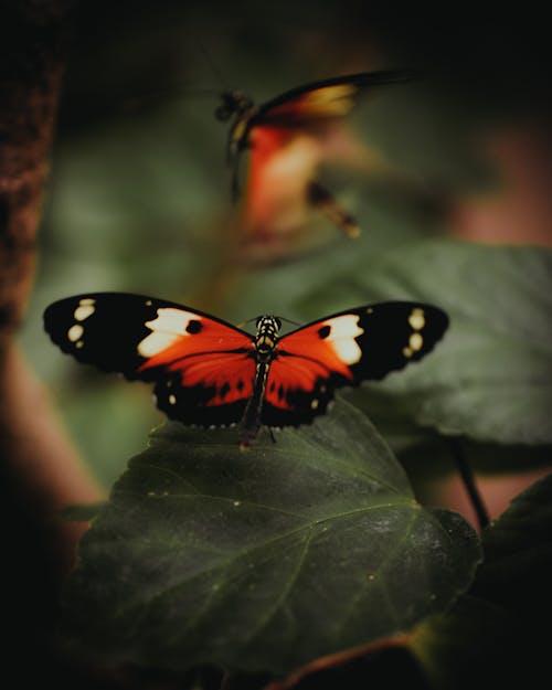 A red and black butterfly on a leaf