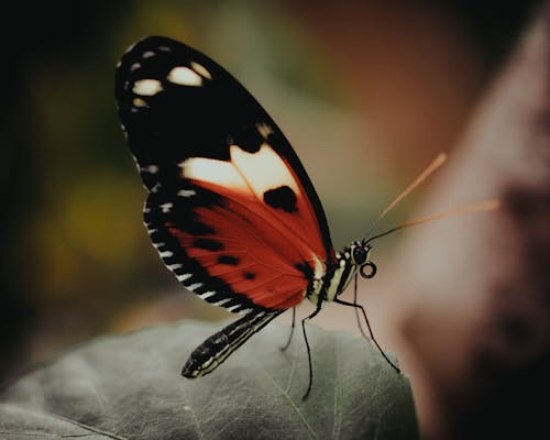 A black and red butterfly sitting on a leaf