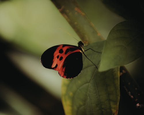 A red and black butterfly sitting on a leaf