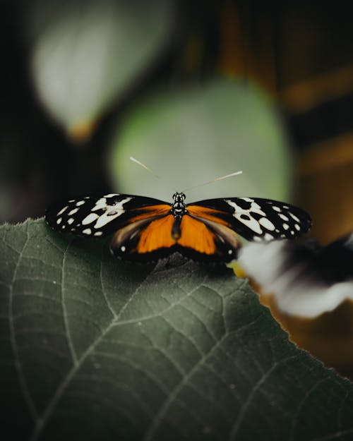 A black and white photo of a butterfly on a leaf