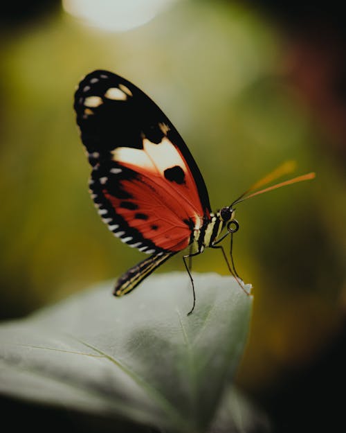 A red and black butterfly sitting on a leaf