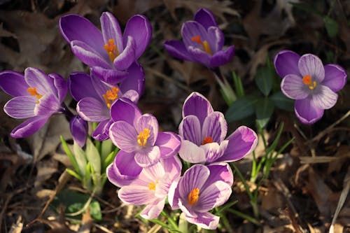 Purple blue moon crocuses