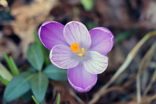 Blue moon croucus