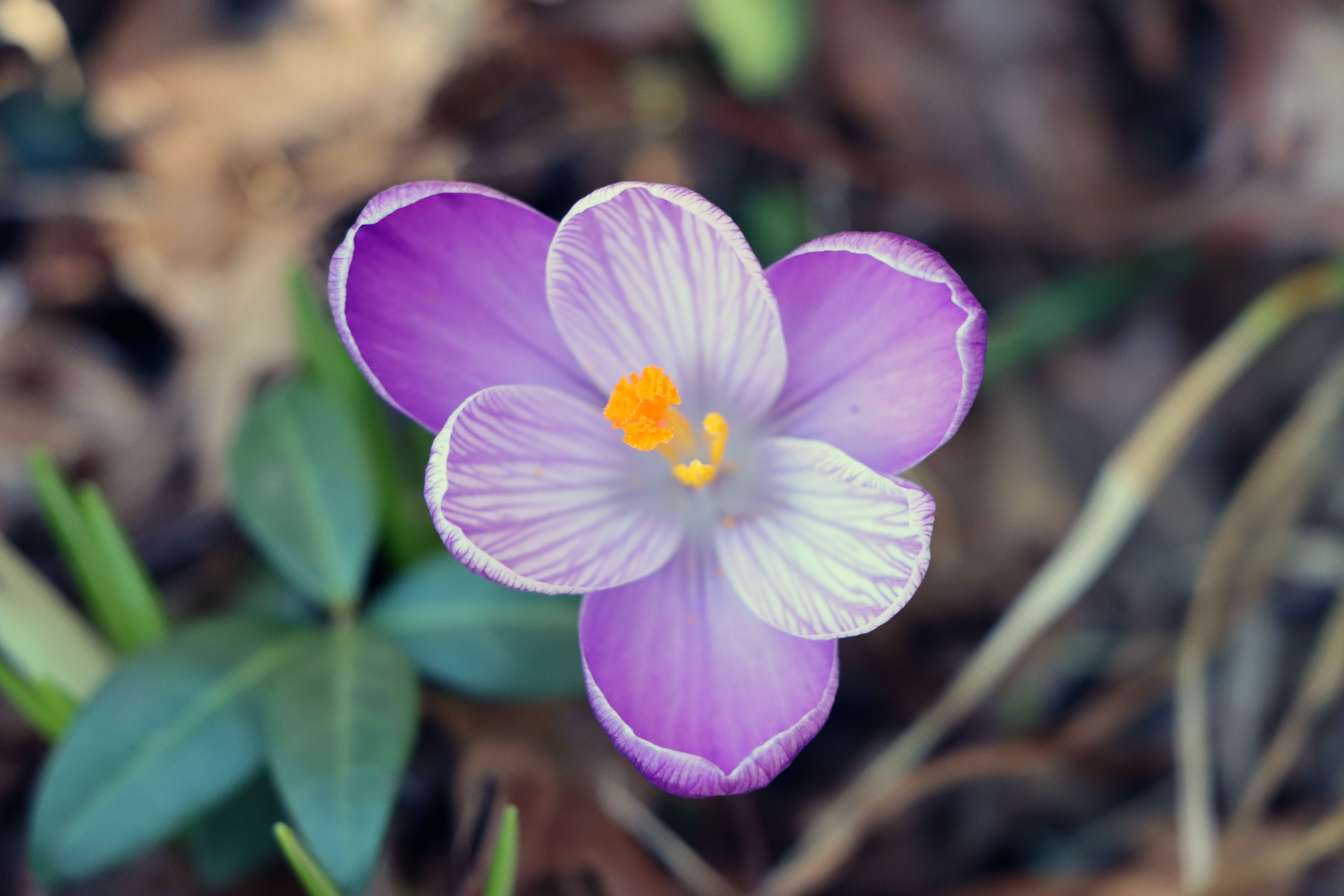 Close-up of a Crocus Growing in a Garden · Free Stock Photo