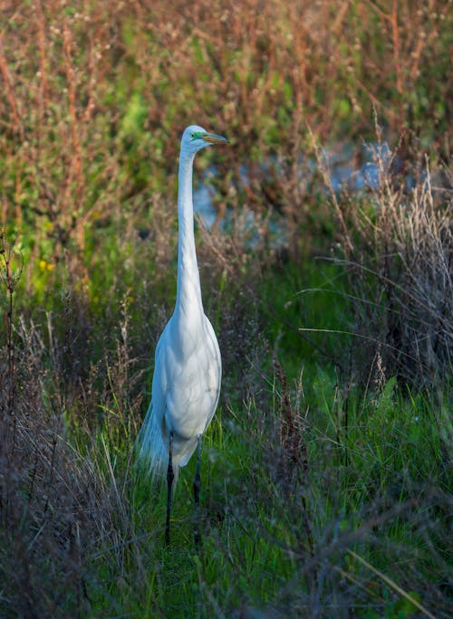 A white bird standing in tall grass near water
