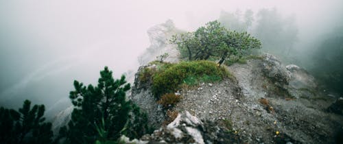 Бесплатное стоковое фото с гора, камень, цветок