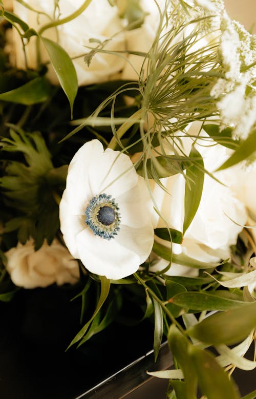 Gratis arkivbilde med anemone, anlegg, blomster
