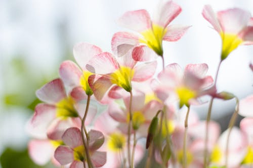 Pink Flowers in Sunlight 