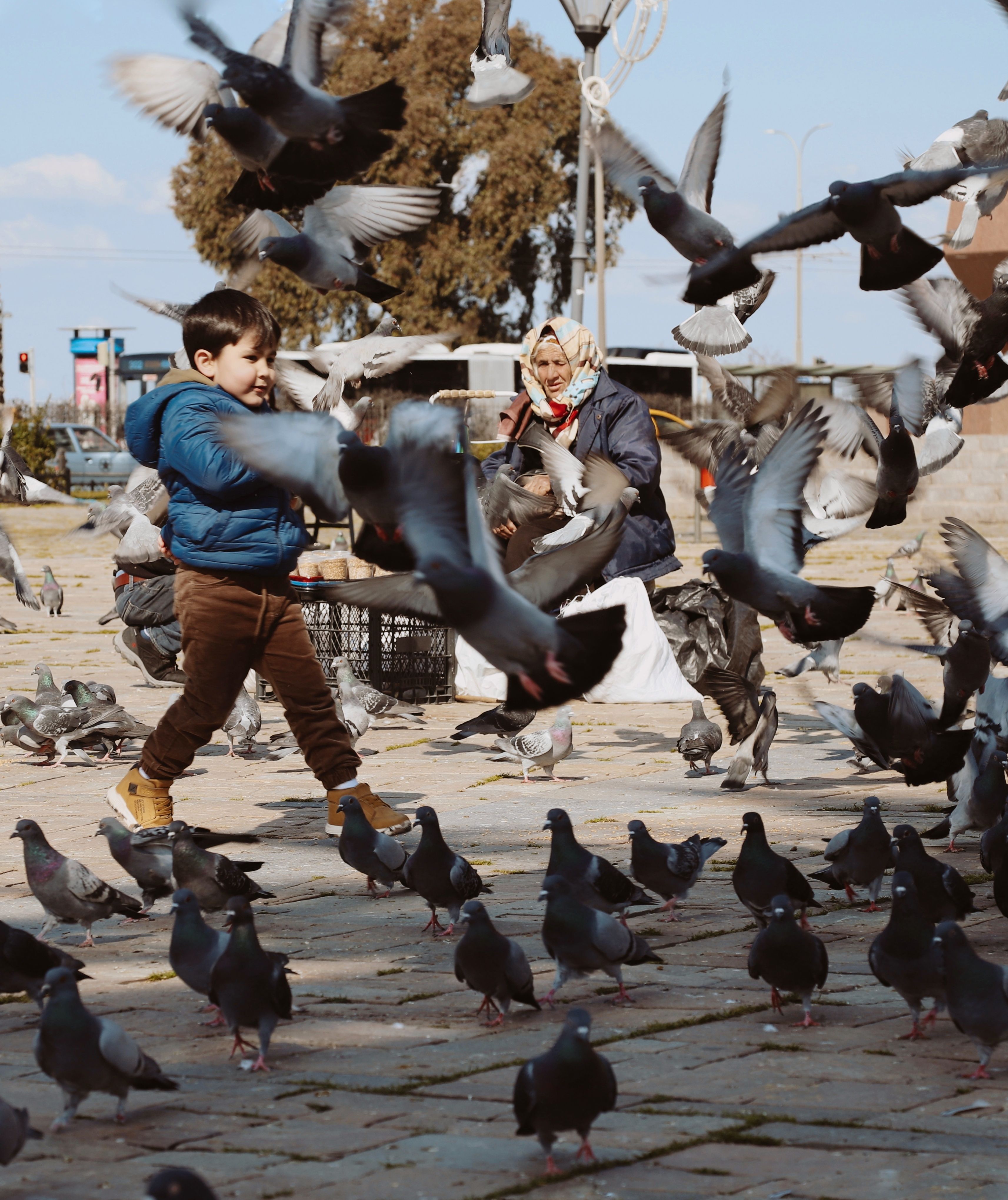 People Among Flock of Pigeons · Free Stock Photo