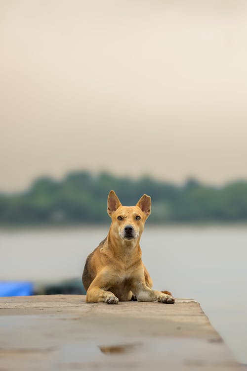 Gratis lagerfoto af hunde, Indien, indiske gade