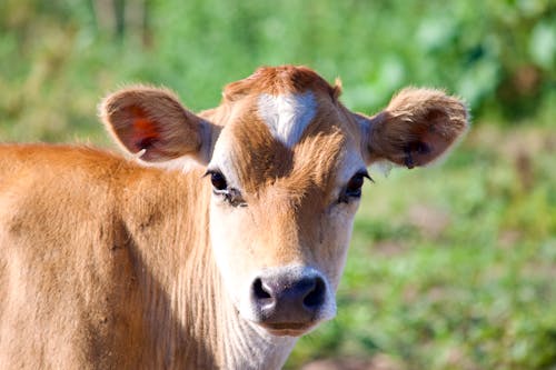 Foto profissional grátis de animal, carne bovina, chaleira
