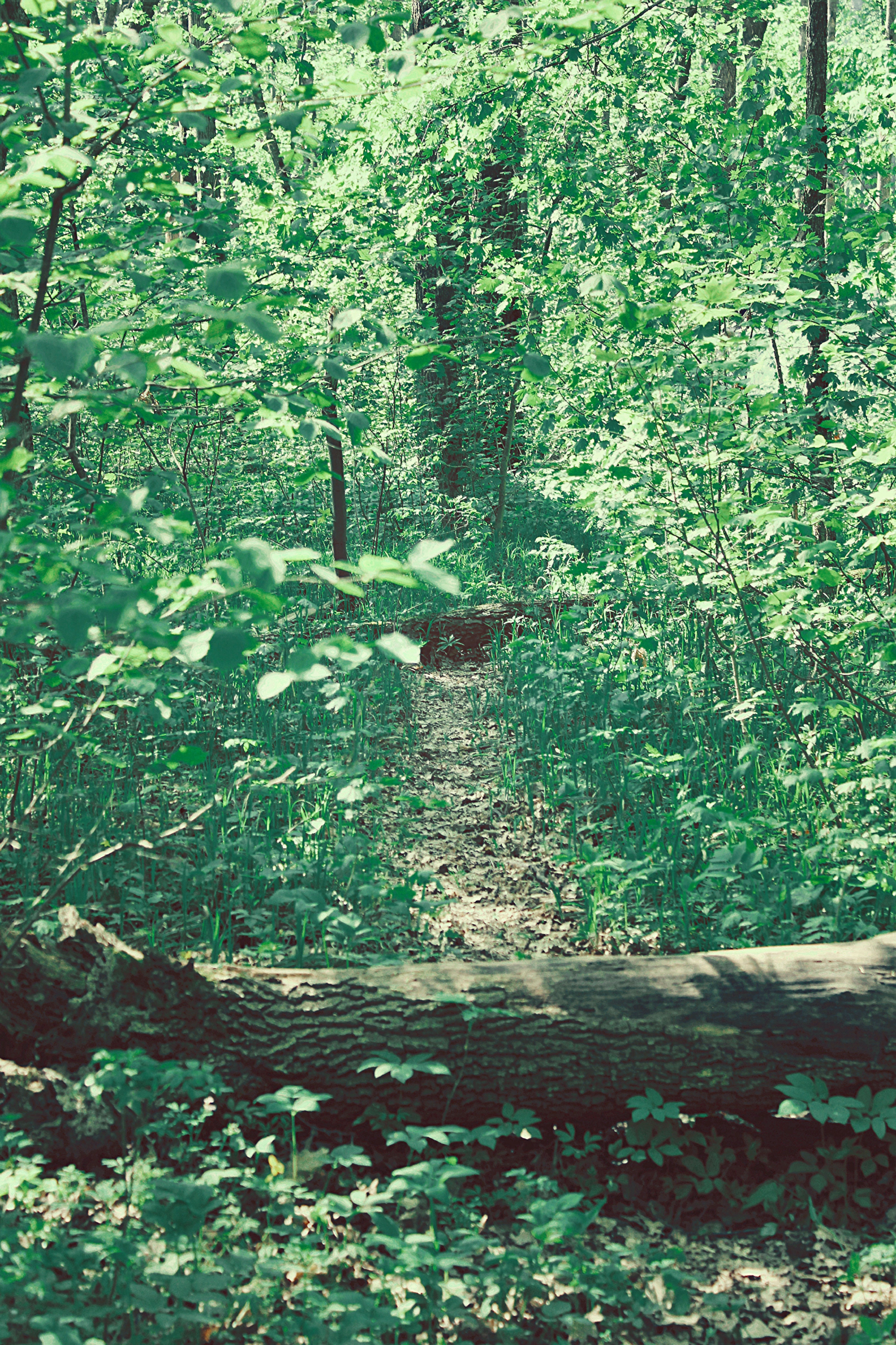 A trail in the woods with a tree and a log · Free Stock Photo