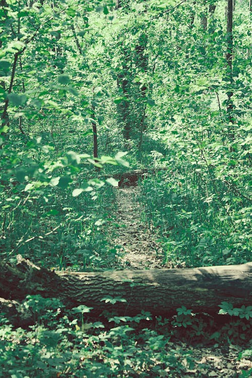 A trail in the woods with a tree and a log