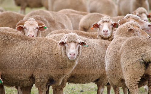 Gratis stockfoto met beesten, boerderij, landbouw