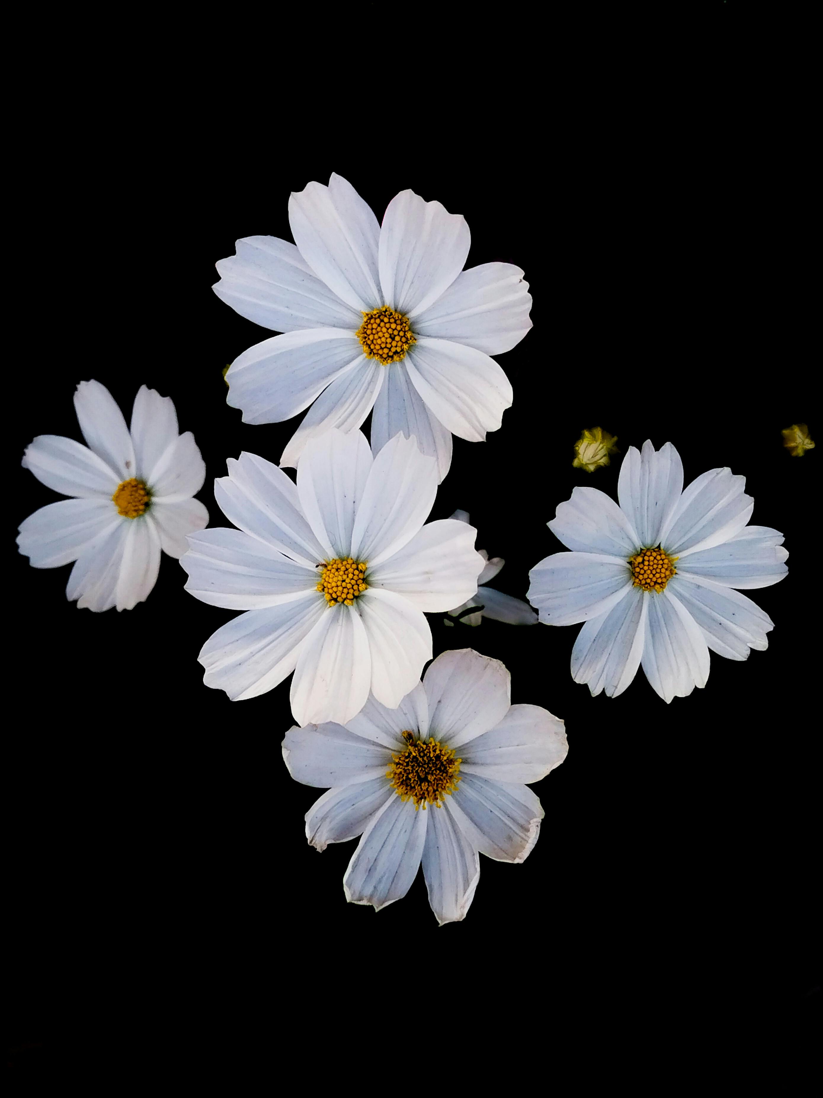 white flowers petals