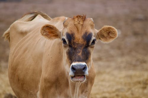 Gratis stockfoto met boerderij, bruine koe, detailopname