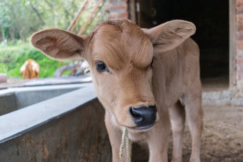 A small brown calf is standing in a barn