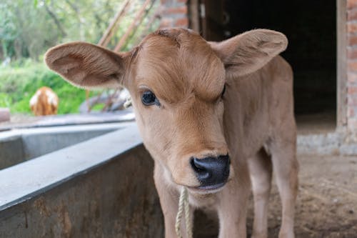 Foto stok gratis agrikultura, betis, fotografi binatang