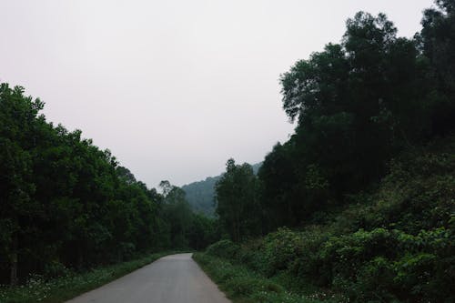 A road with trees and bushes on both sides