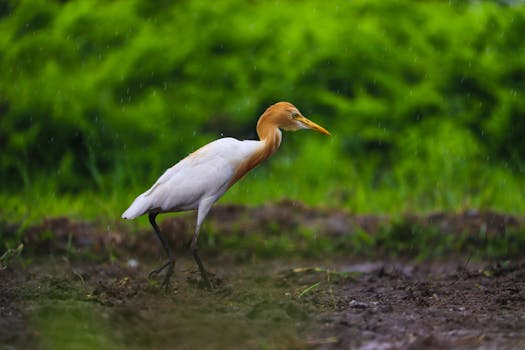 Cattle Egret walking in the rain on lush green pasture in Jalpaiguri, India.