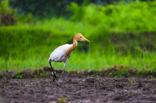 Free A Western Cattle Egret stands on muddy ground in a lush green field under rain in Jalpaiguri, India. Stock Photo