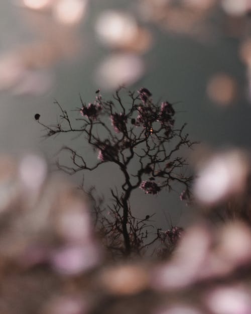 Darmowe zdjęcie z galerii z flora, gałęzie, kolory