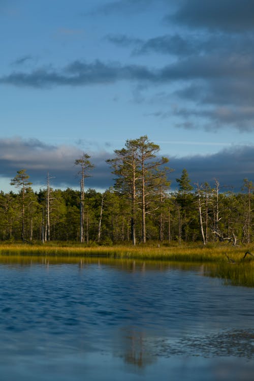 Gratis stockfoto met avond, bomen, conifeer